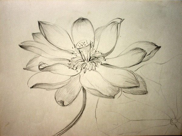 SY_SK002_S_Lotus_荷花_27x38cm_Sketch on paper